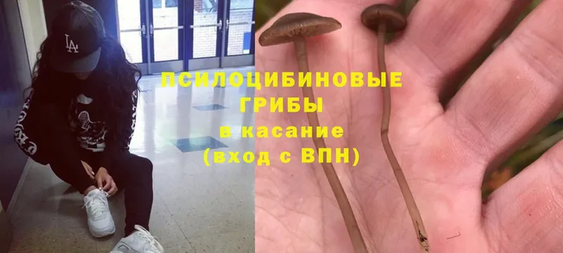 blacksprut ссылка  Кулебаки  Галлюциногенные грибы Psilocybe 